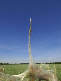 Close-up of green field against blue sky