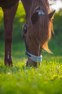 Close-up of horse grazing on field