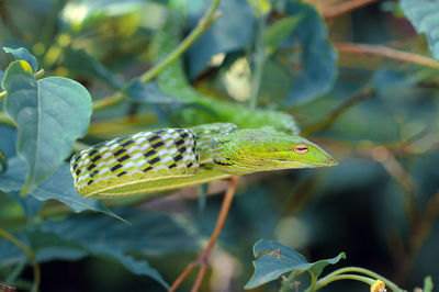 Close-up of a lizard on leaf