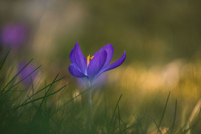 Close-up of purple crocus flowers on field