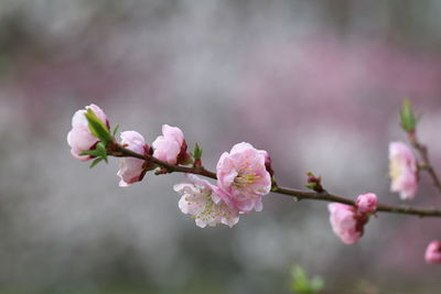 Close-up of cherry blossom