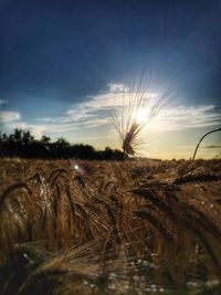 Scenic view of grassy field against sky at sunset