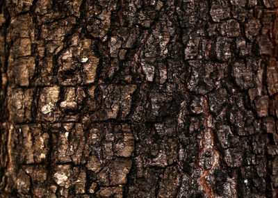 Full frame shot of tree trunk