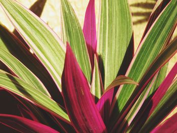 Full frame shot of plant