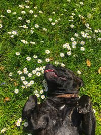 High angle view of dog relaxing on grass