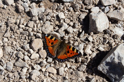 Butterfly on rock