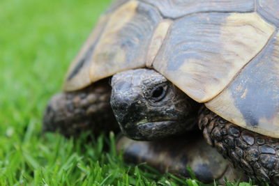 Close-up of tortoise on grass