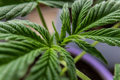 Close-up of fresh green potted plant