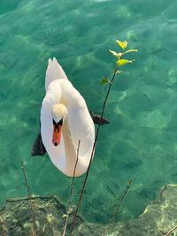 High angle view of duck swimming in lake