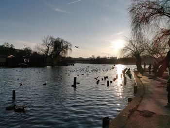 View of ducks swimming in lake