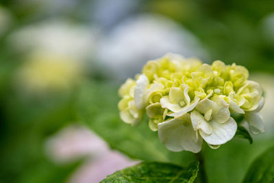 Close-up of flowering plant