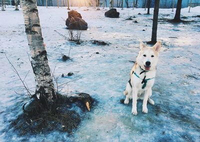 Dog on snow covered landscape during winter
