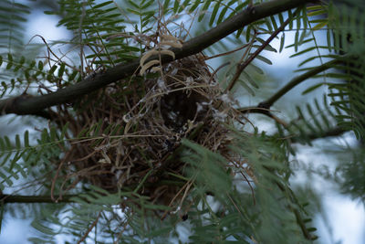 Close-up of pine tree branch during winter