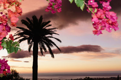 Silhouette palm trees on beach against sky during sunset