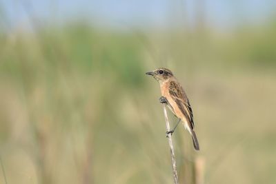 Close-up of a female common stonechat bird perching on a plant