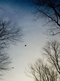 Low angle view of birds against sky