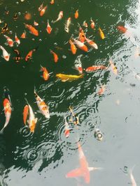 High angle view of koi carps swimming in water