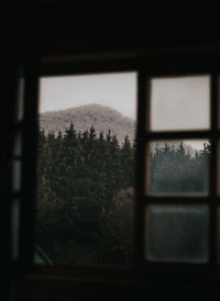 Trees seen through window