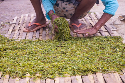 High angle view of people had processing the tobacco before send to factory