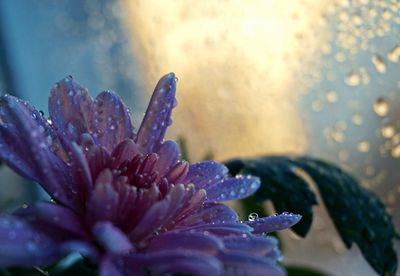 Close-up of water drops on flower against sky
