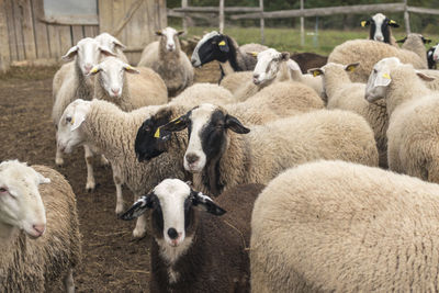 Flock of sheep in farm