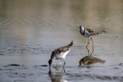 Two birds in a lake