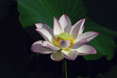 Close-up of lotus water lily in pond