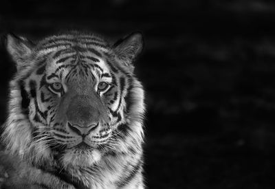 Close-up portrait of tiger