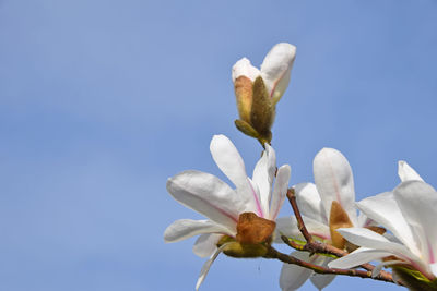 Low angle view of white flowers