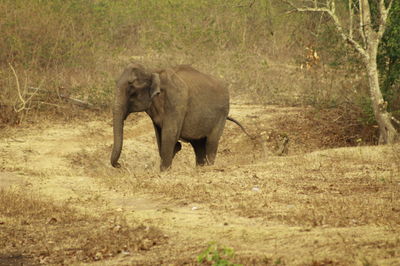 Elephant on grass