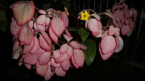 Close-up of flowers blooming outdoors