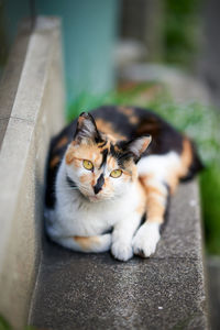 Calico cat relaxing on stone steps