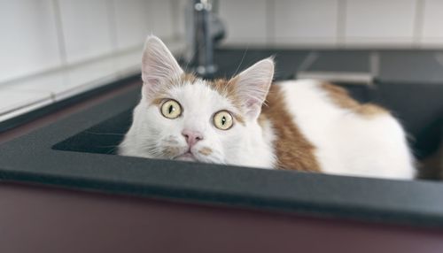 Close-up portrait of a cat