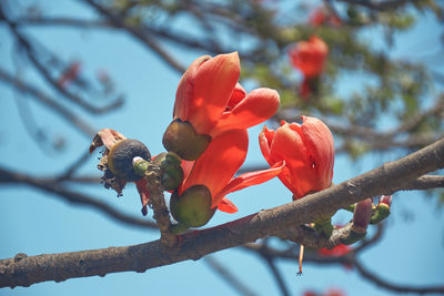 Vibrant red bombax flower in branches, during spring time