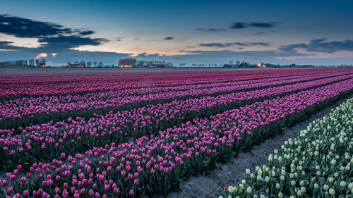 Pink flowering plants on field against sky during sunset