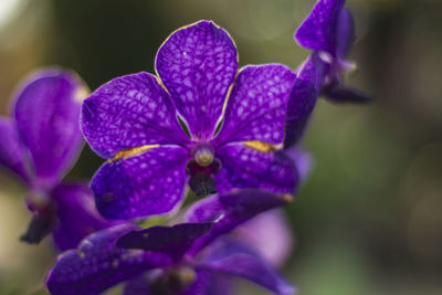 Close-up of purple flowering plant