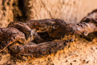 Close-up of rusty historic chain link fused with wooden underground