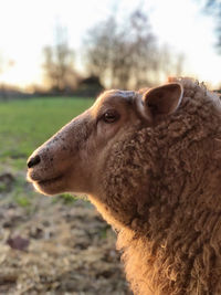 Closeup of a sheep head