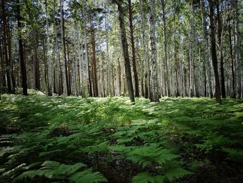 Trees growing in forest