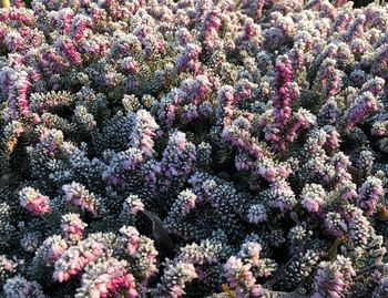 High angle view of pink flowering plants on field