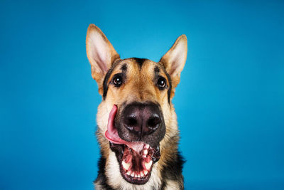 Portrait of dog against blue background