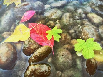 Close up of leaves in pond