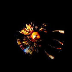 Low angle view of firework display against sky at night