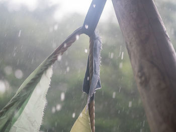 Close-up of wet tree trunk during rainy season