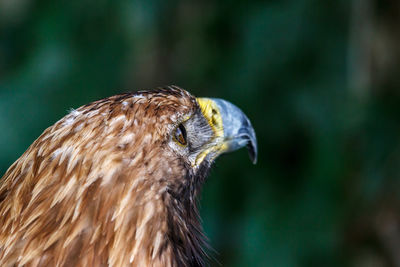 Close-up of a bird