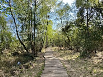 Boardwalk amidst trees in forest