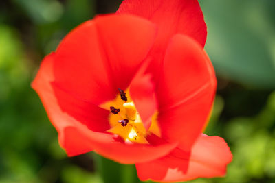 Close-up of bee on red flower