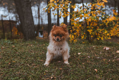Portrait of dog on field