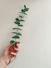 Close-up of hand holding plant against white background