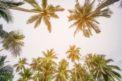 Low angle view of palm trees against clear sky